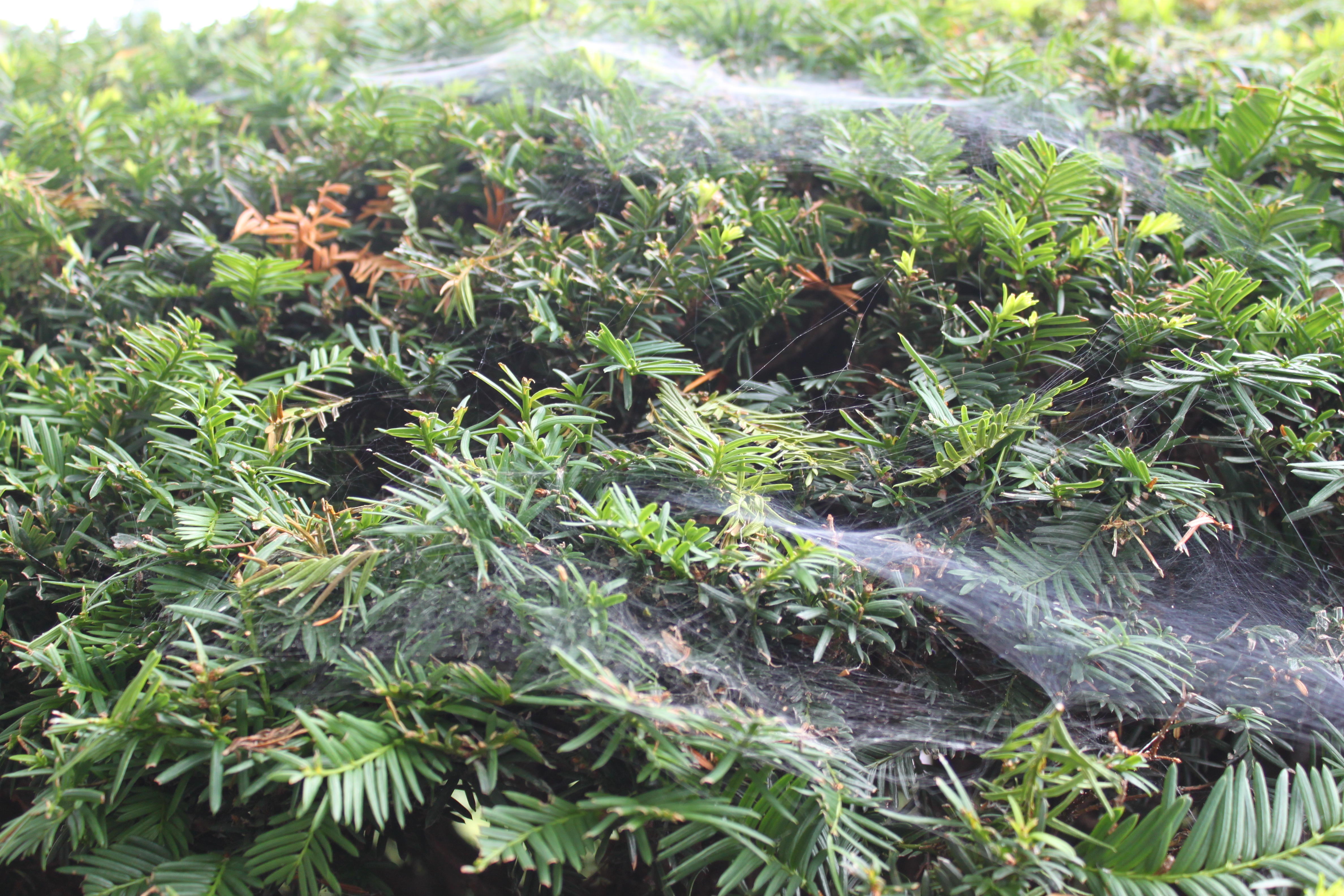 Downtown - Renato Jocson (3)